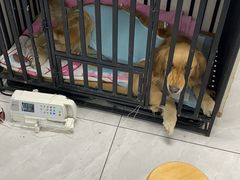-达爱动物医院·犬猫分区·CT·复杂眼科(远洋山水分院)