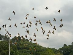 -深圳野生动物园