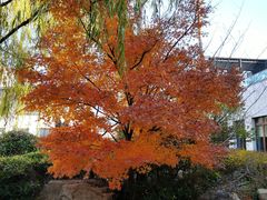 -上海崇明金茂凯悦酒店