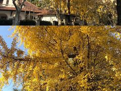 -老吉士酒家(天平路店)