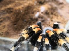 -上海大自然野生昆虫馆(东方明珠·爬宠昆虫探索中心)