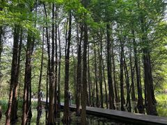 -溱湖国家湿地公园