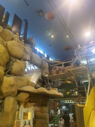 -卡通尼·Safari非洲探索乐园·生日会(金桥国际商业广场店)