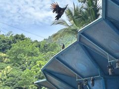 -西双版纳原始森林公园