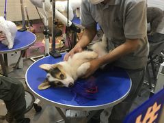 -PETKIT小佩宠物(古北店)