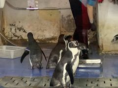 -太平洋海底世界