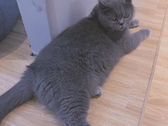 -啵啵喵·猫咖(攀华国际店)