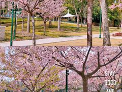 -新江湾城公园
