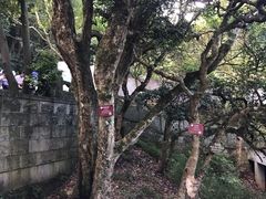 -普陀山风景区-佛顶山