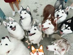 -星多哈·狗咖·拼豆·咖啡