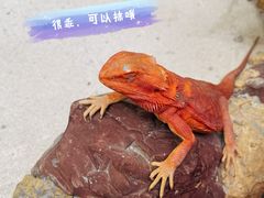 -广州长隆飞鸟乐园