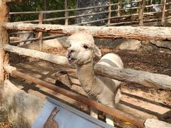 -清迈夜间动物园