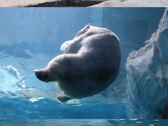 -珠海长隆海洋王国