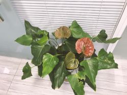 -悟空祛痘·诺奖技术专业店