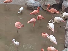 -麒麟中餐厅·经典粤菜·地道菜式老字号(广州长隆酒店)