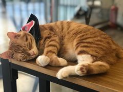 -PETKIT小佩宠物(古北店)