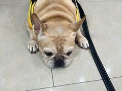 -瑞鹏·疫苗·绝育·宠物医院(金沙洲店)