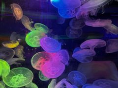 -太平洋海底世界