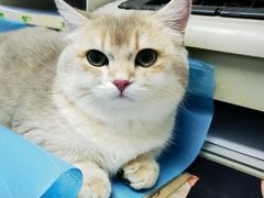 -纳吉亚猫专科动物诊疗中心(蒋宅口分院)