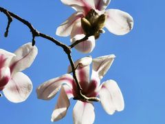 -中央广播电视塔