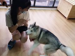 -Husky Go! 哈士奇体验馆·宠物咖啡厅狗咖