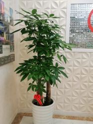 -Cocodemer产后恢复(杭大店)