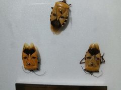 -上海昆虫博物馆