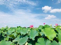 -荷塘月色湿地公园·向阳花洲