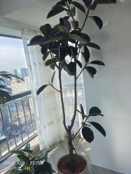 -HEYAN荷妍专业脱毛连锁机构