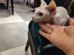 -猫小院猫主题餐厅(三里屯店)