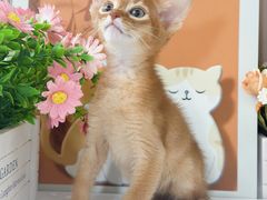 -小猫来了·猫舍(红山六九七九店)