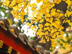 -中山公园
