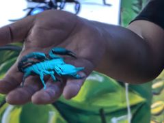-上海大自然野生昆虫馆(东方明珠·爬宠昆虫探索中心)