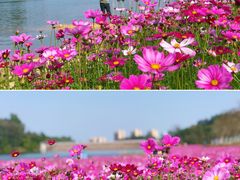 -黄山鲁森林公园
