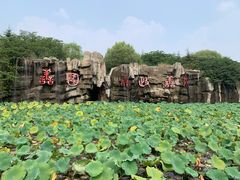 -微山湖红荷湿地景区