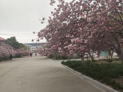 -莱阳濯村樱花园