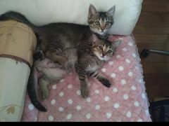 -纳吉亚猫专科动物诊疗中心(蒋宅口分院)