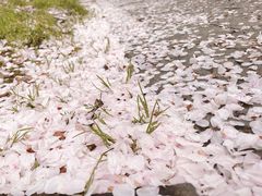 -高东镇樱花园