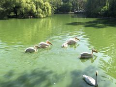 -北京动物园-畅观楼