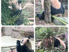 -熊猫谷