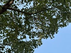 -重庆市江北嘴中央商务区中央公园