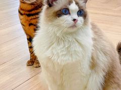 -安格丽娜·狗咖·猫咖羊驼咖(春熙路百盛商场店)