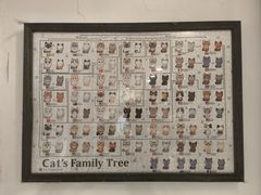-楼上猫咖(罗湖店)