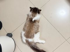 -纳吉亚猫专科动物医院·北北分院