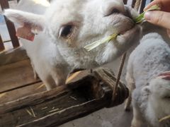 -昆明大悦城未来动物城(螺蛳湾中心店)