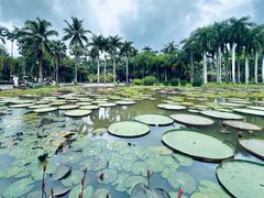 -中国科学院西双版纳热带植物园