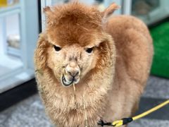 -1013 PET SHOP 宠物商店(近铁城市广场店)