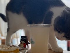 -Catmate·猫肥家润(金润铂宫店)