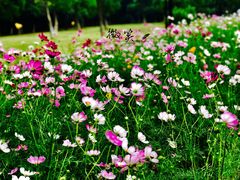 -艾溪湖湿地公园