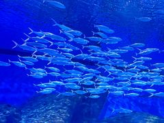 -海合安武汉极地海洋公园